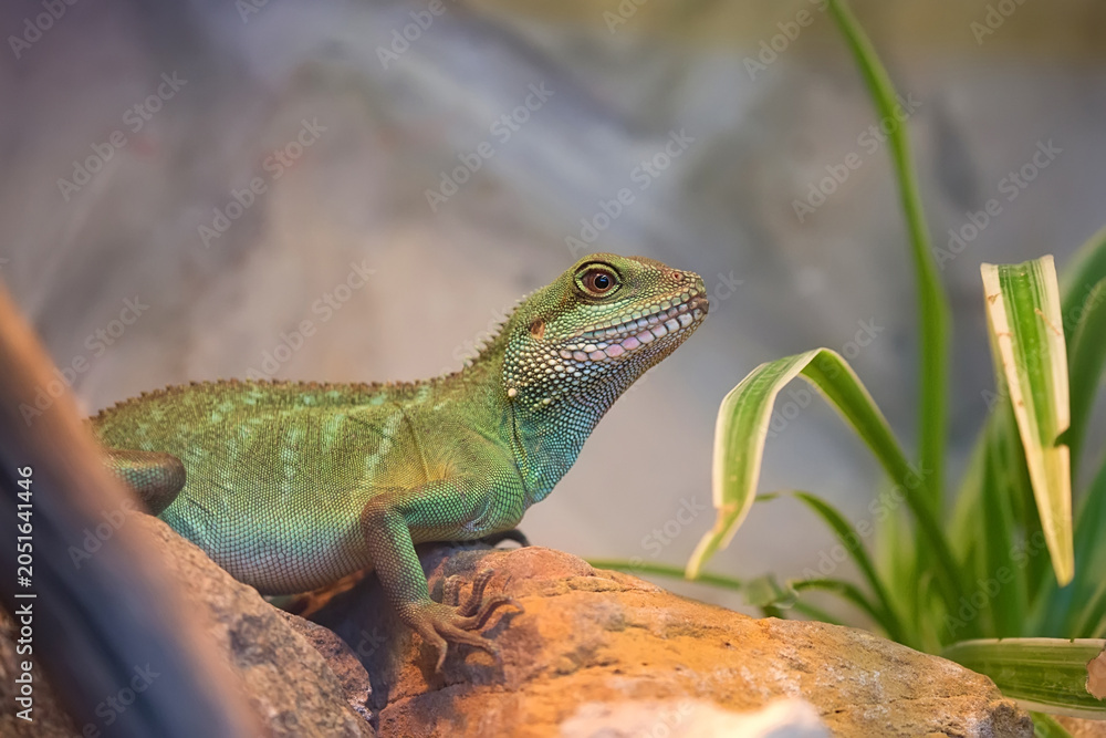 Fototapeta premium Asian water dragon