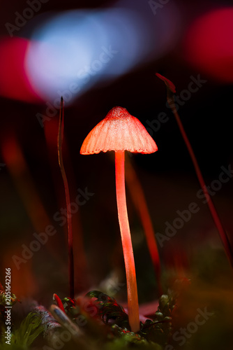 Glowing mushroom illuminated with red light in dark forest surrounded by colorful bokeh. Creative macro photography with mysterious atmosphere, fantasy mood and artistic nature aesthetic.
