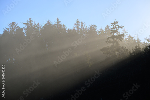 Background of sun rays passing through top of coastal forest creating beams