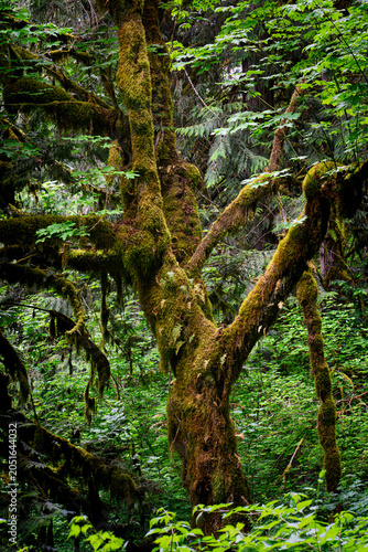 Old growth tree covered in moss with ferns on trunk in damp forest on Cascade Mountains in Washington State