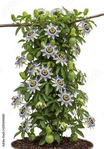 Beautiful Blue Passion Flower Vine Plant Isolated on a Plain White Background