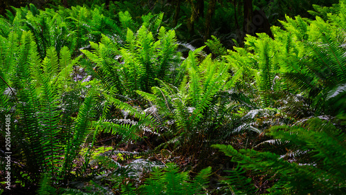 New growth ferns glow green in darkness of thick forest