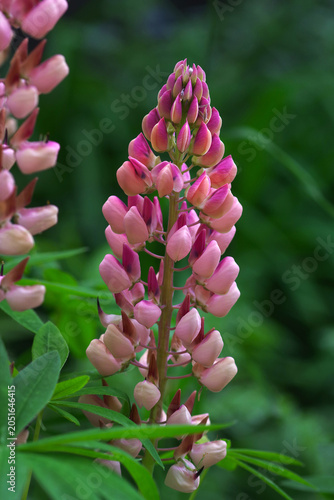 bright pink lupine blooming in the garden