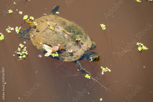 Yellow-bellied slider turtle swimming in a murky wetland
