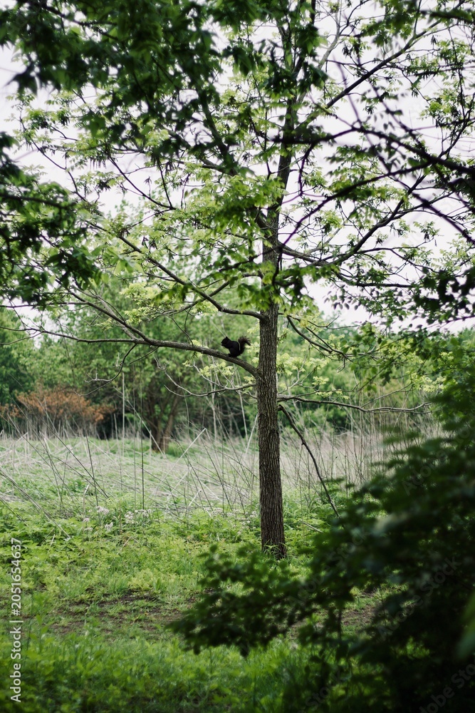 Fototapeta premium Black Squirrel Perched on Tree Branch in Green Forest