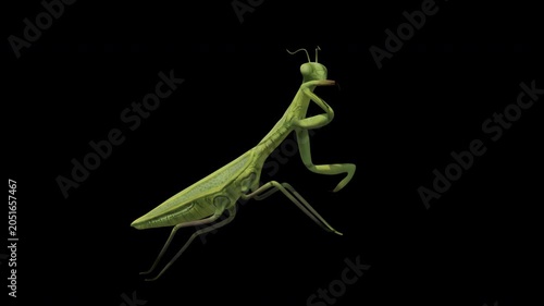 Animated praying mantis with alpha channel, 4K