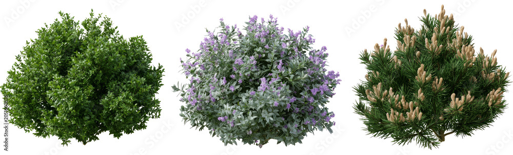 Obraz premium Three distinct bushes and trees isolated on white