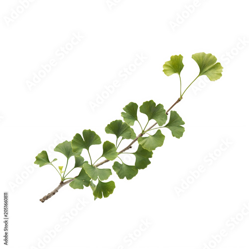 A fresh green branch of hop with lush leaves is isolated on a white background, highlighting the natural growth and botany of the plant