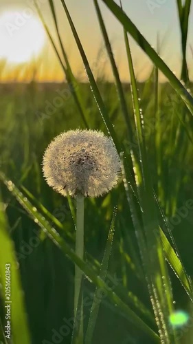 dandelion seed head glowing in the soft natural light