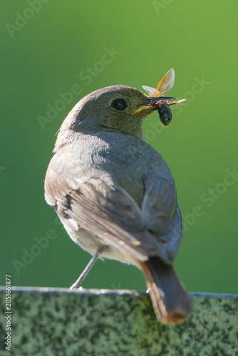 Female black redstart (Phoenicurus ochruros) perched with a caught insect in its beak. Common bird in Czech republic.