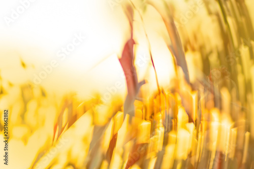 Idyllic sunny abstract blurred bokeh nature backdrop