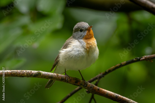 фотографія Red-breasted flycatcher (Ficedula parva)