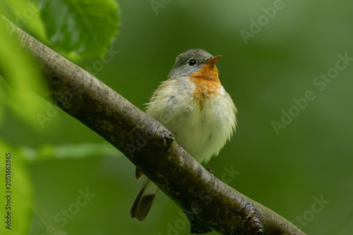 Bild auf Leinwand Red-breasted flycatcher (Ficedula parva)