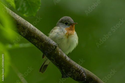 Bild auf Leinwand Red-breasted flycatcher (Ficedula parva)