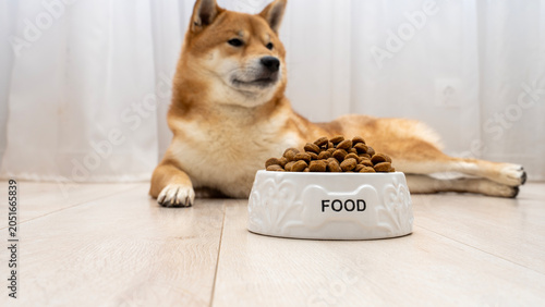 Billede på lærred Cute dog rests beside a food bowl