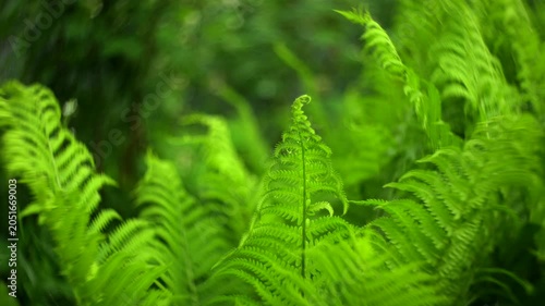 Lush green fern leaves in forest. Fern background