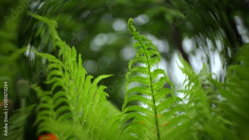 Lush green fern leaves in forest. Fern background