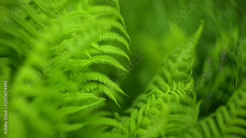 Lush green fern leaves in forest. Fern background