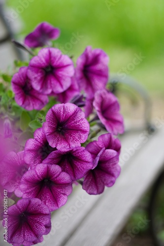 Quadro su tela pink flowers in garden