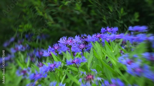 Bumblebees on blue cornflowers with dreamy swirling bokeh