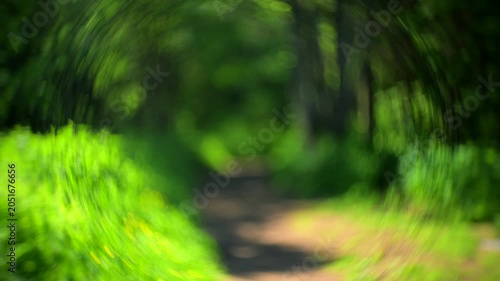 Abstract forest bokeh background with soft motion