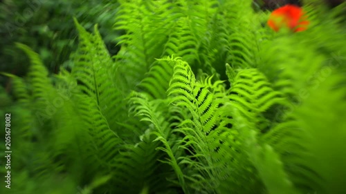 Lush green fern leaves in forest. Fern background