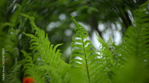 Lush green fern leaves in forest. Fern background