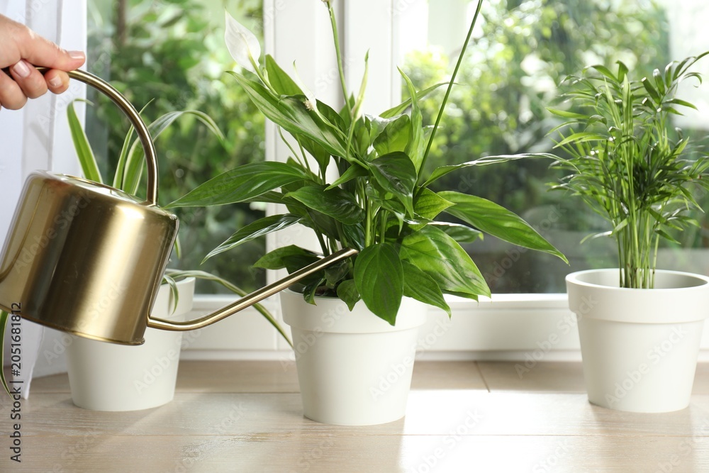 Naklejka premium Woman watering potted houseplant near window indoors, closeup