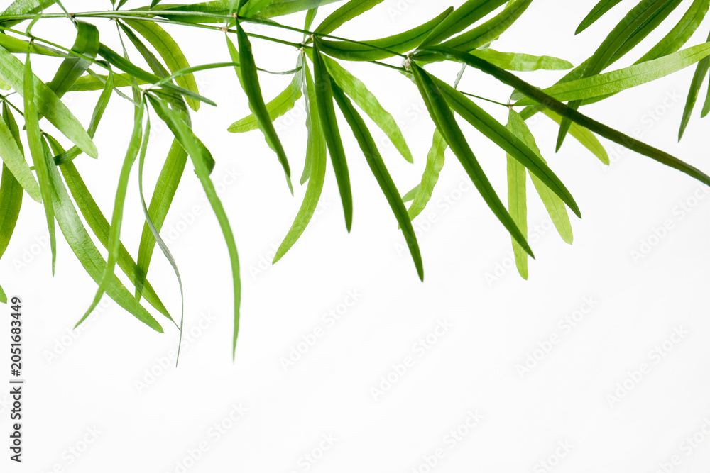Fototapeta premium Branches with green bamboo leaves on white background, space for text