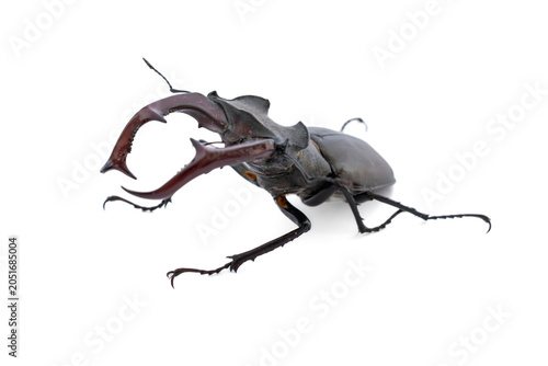 Stag beetle male macro shot on clear white background. Low angle profile of lucanus cervus insect showcasing dangerous mandibles
