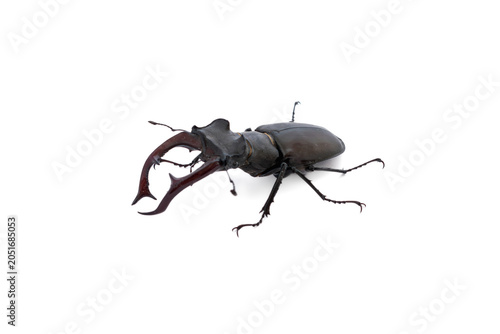 Full body view of a male stag beetle on white background. Large lucanus cervus crawling from left to right side