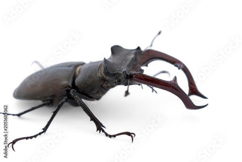 Macro close up of a male stag beetle head and horns on white background. Detailed side perspective of lucanus cervus