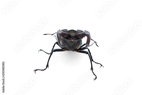 Male stag beetle isolated on a pure white background. Front view of a large lucanus cervus insect showcasing its strong mandibles