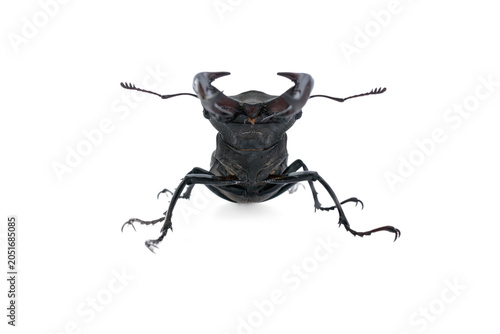 Big male stag beetle standing on a blank white surface. Frontal macro shot of a lucanus cervus showcasing its powerful horns