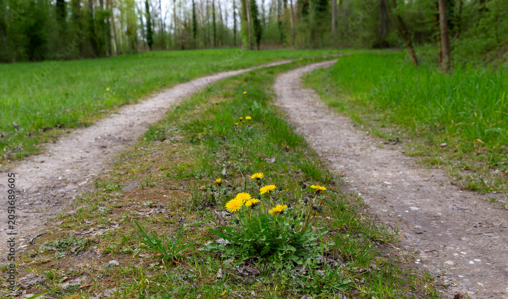 Naklejka premium Dandelion blooming in the middle of a forest track, Ostwinkel forest, Illkirch-Graffenstaden, France