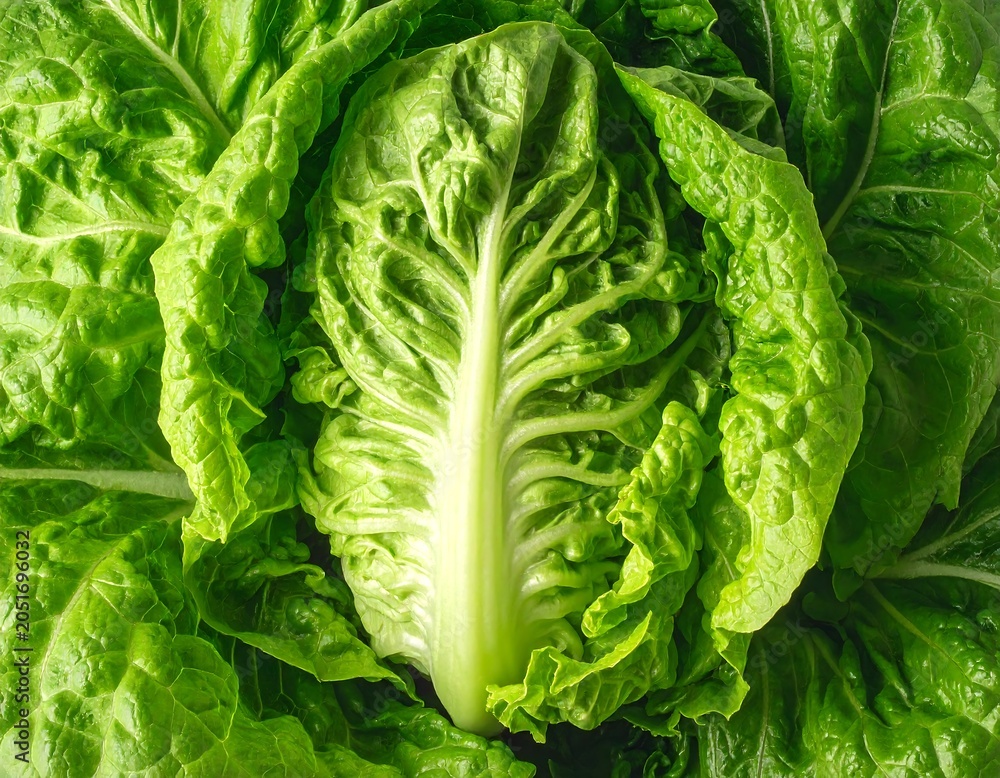 Fototapeta premium Close-up of a vibrant green leafy vegetable. Its intricate structure displays layers and textures. Freshness is prominent
