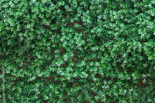 Close-up view of dense green foliage forming a natural texture background. Decorative plant wall with lush leaves creating an organic pattern suitable for nature