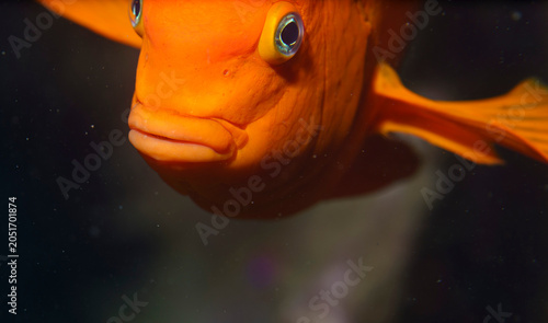 Картината върху платно Vibrant Orange Garibaldi Damselfish in Deep Water