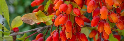 Konstfotografi Bright red berries hang on branches during early autumn in a garden setting