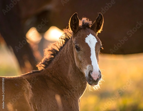 Close-up of a young equine with a distinctive blaze, illuminated by golden sunlight, showcasing a tender gaze and soft fur
