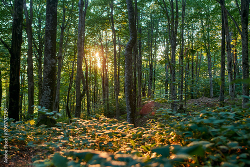 Sunrise light filtering through green forest trees. Morning glow, peaceful woodland awakening, golden rays.