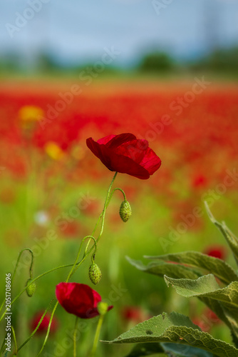 red poppy flower