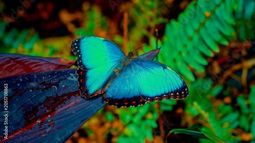 Obraz na płótnie A Vibrant Blue Morpho Butterfly Resting on a Leaf