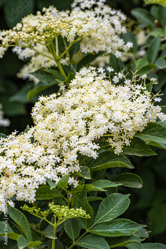 Blooming elderberry  flowers in a garden with green leaves during daylight in the spring season