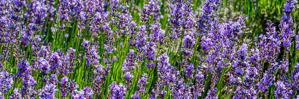 Fototapeta premium Lavender plants grow in a field with bright purple flowers under clear sky during warm sunny day in late spring