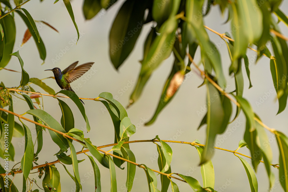 Obraz premium Hummingbird, a beautiful hummingbird in flight amidst the foliage of a tree in a park in Brazil, selective focus.