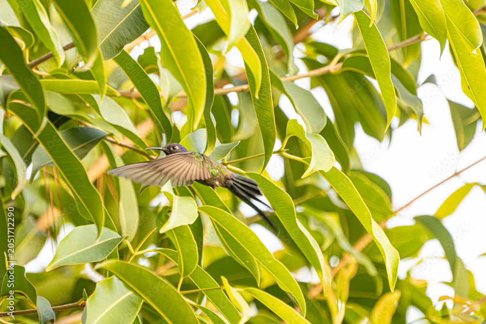 Naklejka premium Hummingbird, a beautiful hummingbird in flight amidst the foliage of a tree in a park in Brazil, selective focus.