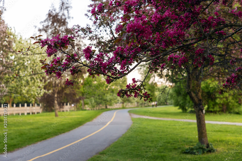 Fototapeta premium Paved park path with with blooming pink crabapple trees i spring season. Pathway in Dominion Arboretum during spring in Ottawa, Canada
