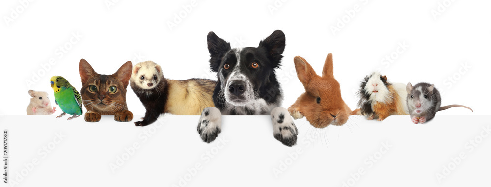 Obraz premium Parrot and other pets peeking out on white background, banner design