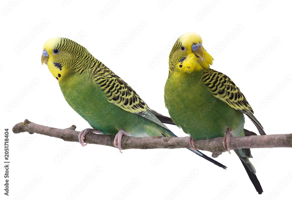 Obraz premium Bright parrots on branch against white background. Cute pet